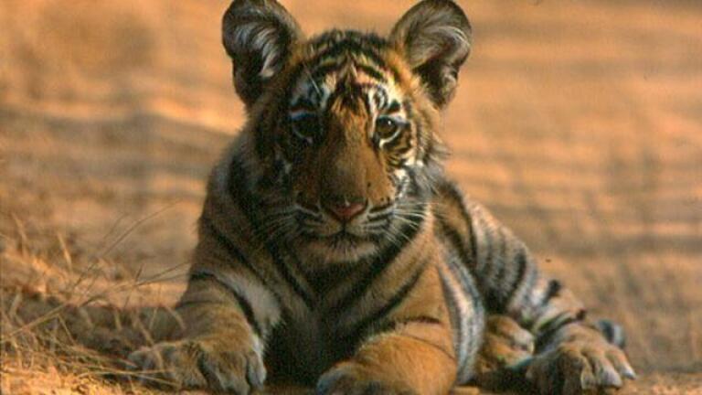Broken Tail: A Tiger's Last Journey - Preview