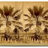 Semi-Tropical California Scenery: Fan-leaf palm (H. T. Payne & Company). Photograph courtesy of California State Library
