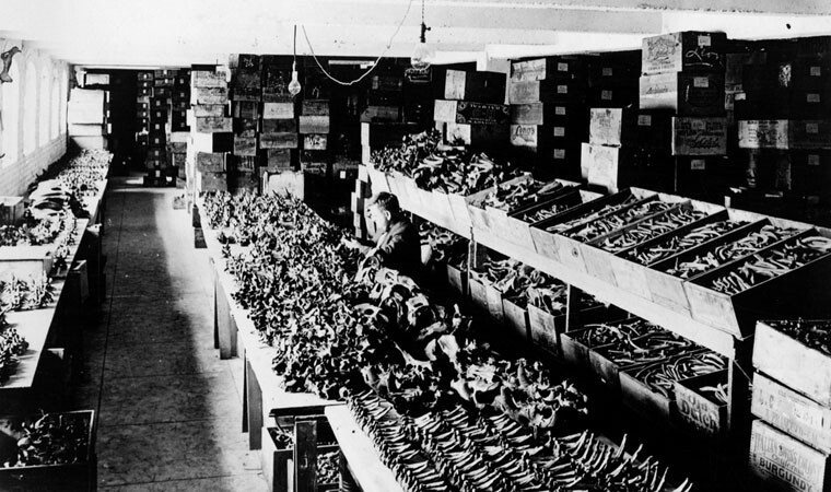 The bone room where fossils were stored and prepared