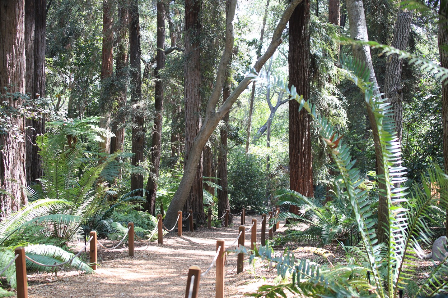 Large trees stand upright as a path goes through the Ancient Forest in Descanso Gardens.