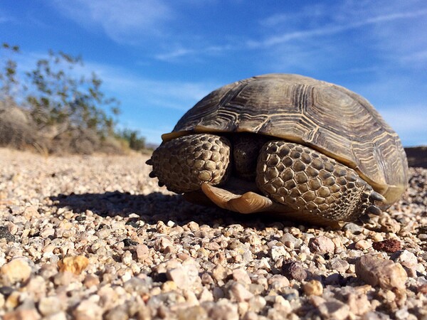 climate-change-threat-to-desert-tortoises-12-13-13-thumb-600x450-65771