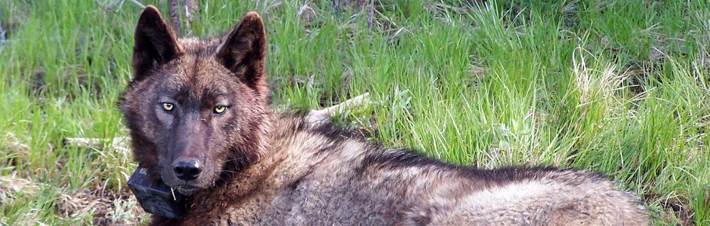 OR-25, gray wolf in Oregon's Inmaha Pack