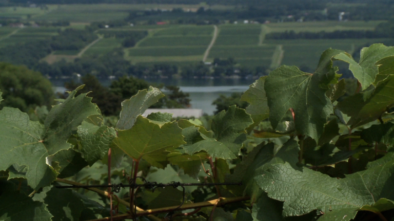 5/29:Upstate Wineries,Junior Achievement,New Yorker Cartoons