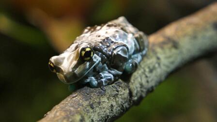 Why the Amazon milk frog is the world’s greatest gymnast