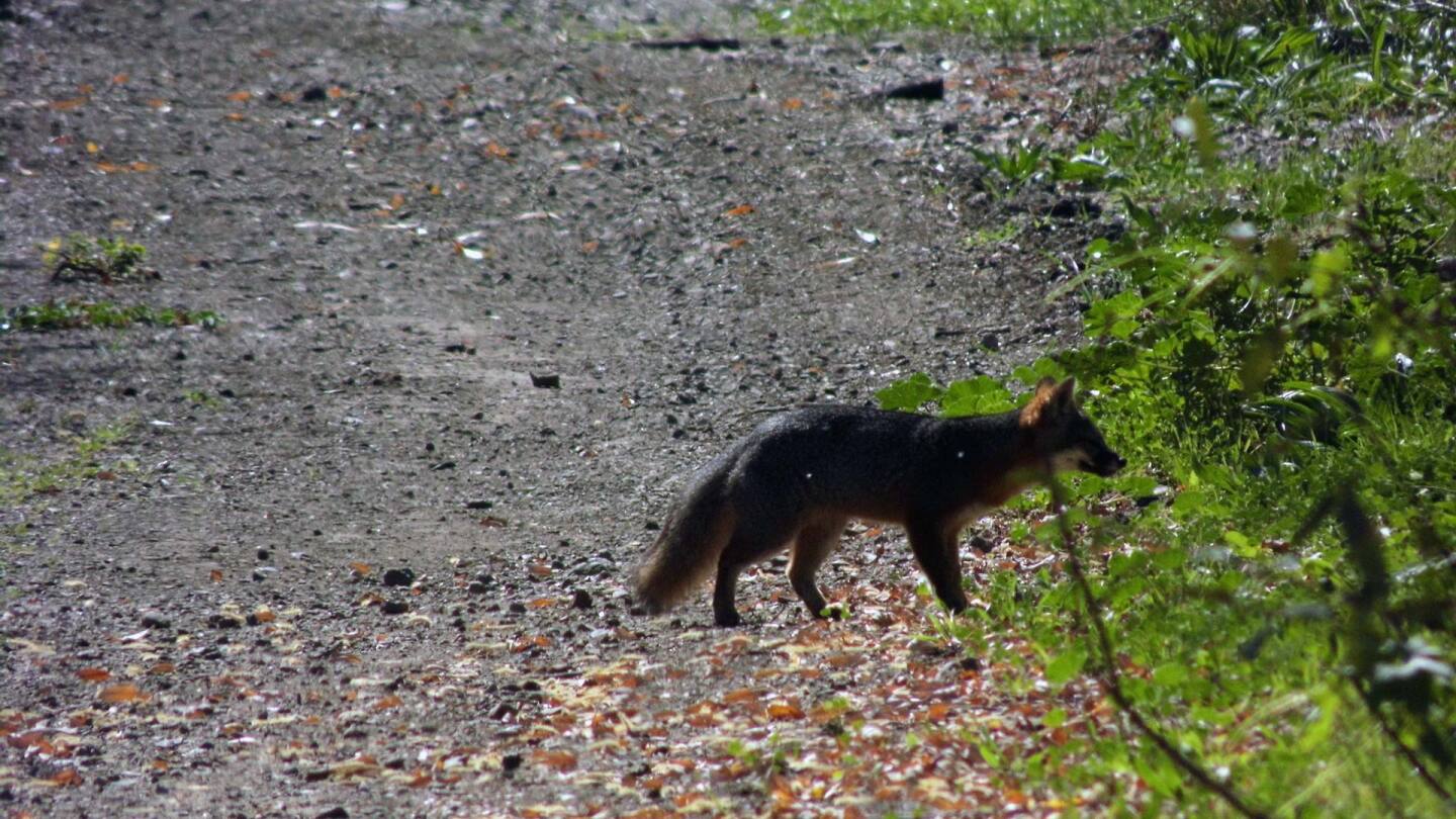 foxes