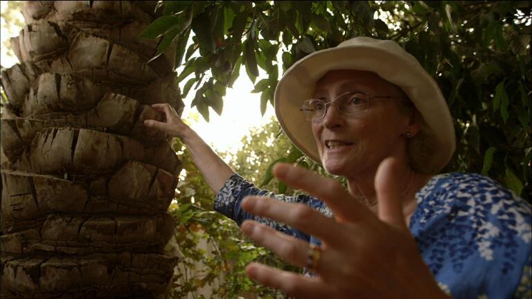 Archimedes' Screw & the Date Tree of Babylon
