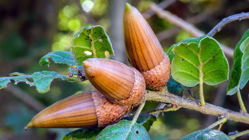 live-oak-acorns-11-14-16.jpg