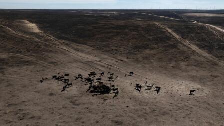 Texas agriculture sees long road ahead after massive fires