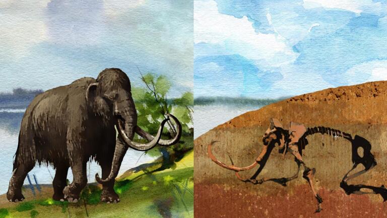 Fossils: Rocking the Earth
