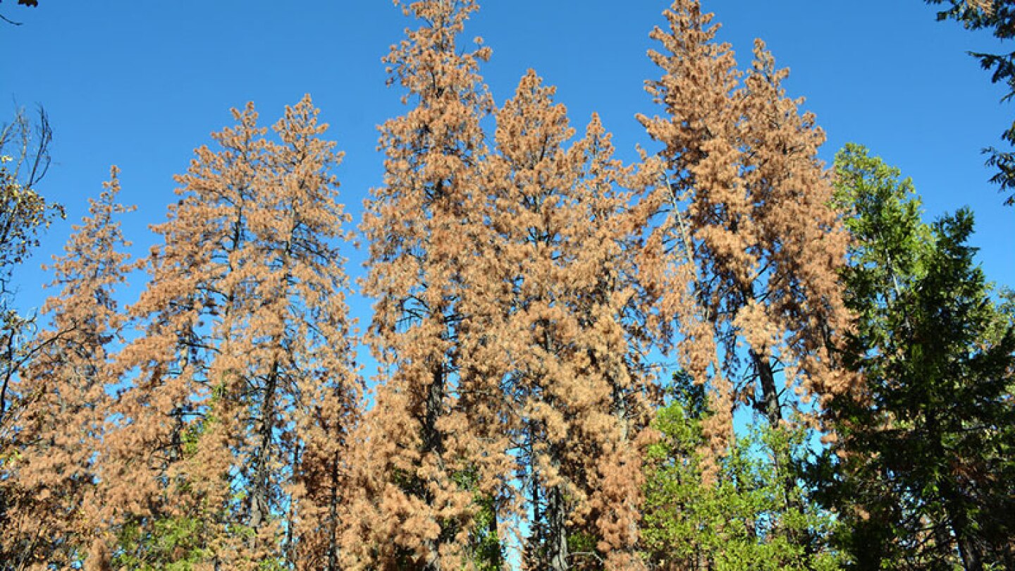 Dead trees in the Sierra Nevada