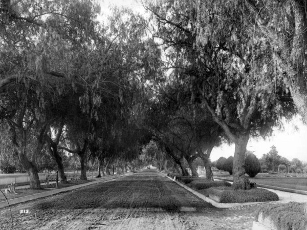 Another view of Pasadena's Marengo Avenue pepper trees. Courtesy of the USC Libraries - California Historical Society Collection.