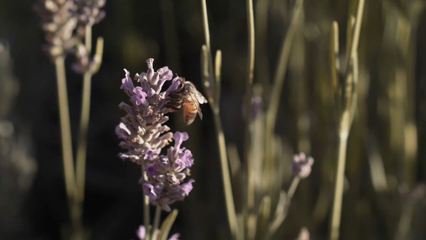 What's the Buzz about Wild Bees?