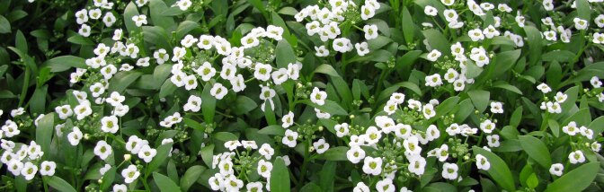 Alyssum 'Snow Crystal' | Photo: Les Serres Fortier, some rights reserved