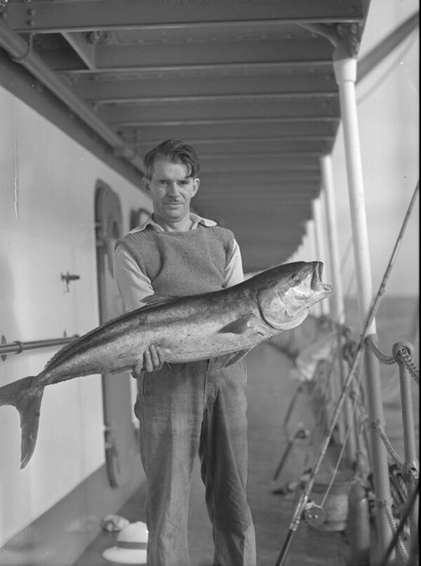 William Byers with yellowtail on Velero III near San Benito Islands, Mexico, 1936? | Allan Hancock Foundation Collection, USC Libraries