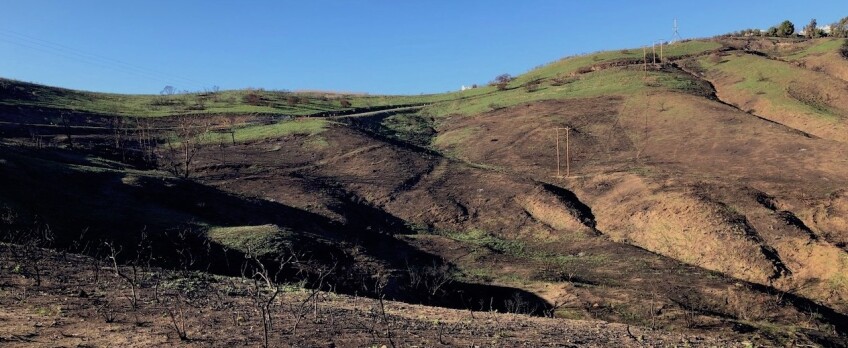 Mostly scorched hills with green grass growing on top in Malibu Canyon, two months after Woolsey Fire