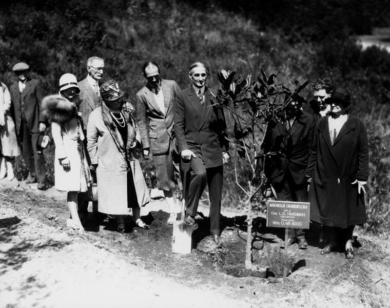 Planting a magnolia tree at Mandeville Canyon's California Botanic Gardens