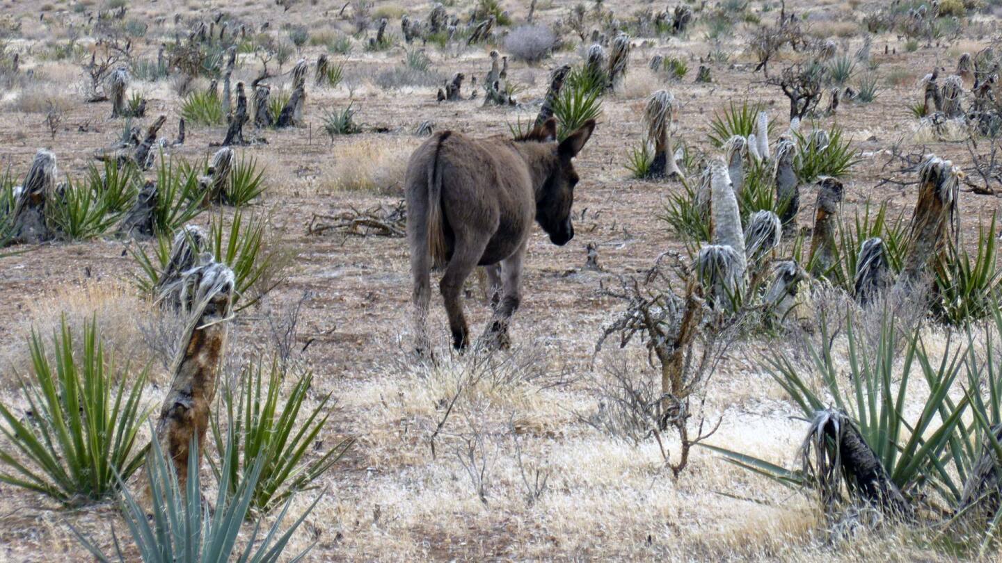 burros