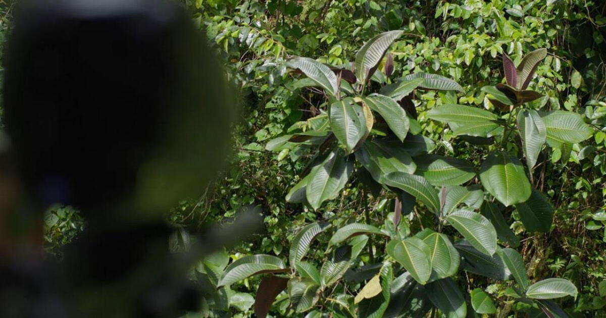Propeller Tree Invasive Watch One Sharpshooter Way to Stop an Invasive Plant | The Green Planet ...