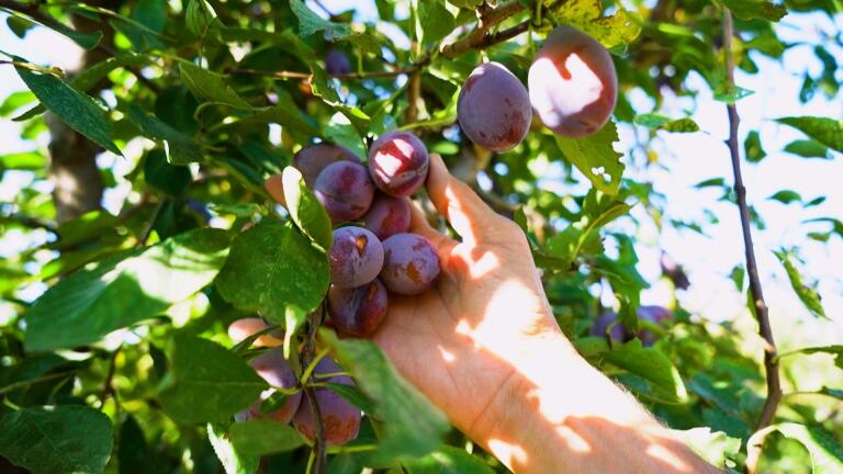 The Prune Comeback