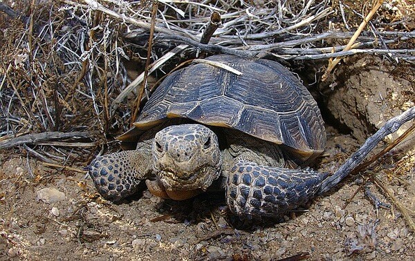 Desert-tortoise-8-24-12-thumb-600x378-34855
