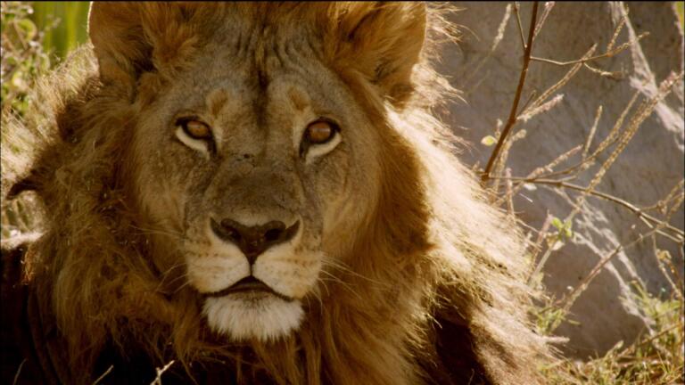 Maned Lioness Displays Both Male and Female Traits