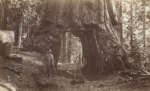 Black and white photo of the Wawona Tunnel Tree at Yosemite