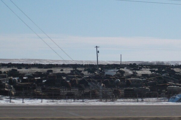 feedlot