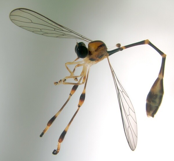 new_robber_fly-thumb-600x553-80161