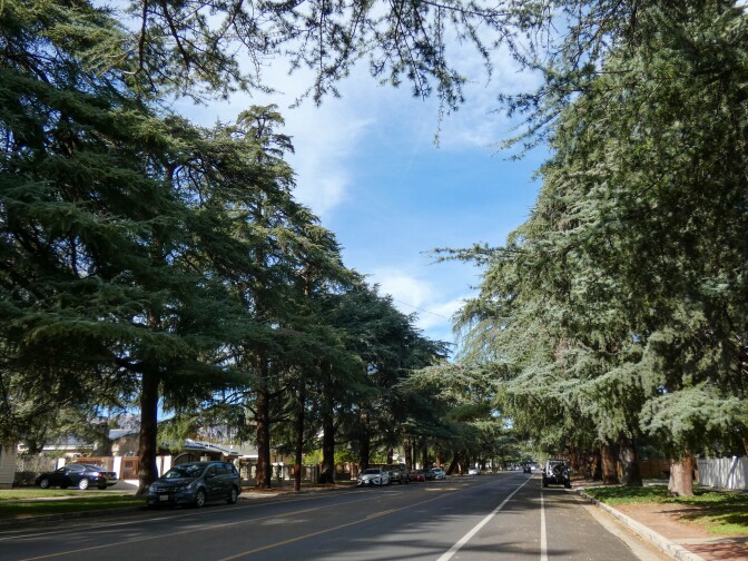 Tall cedar trees line an asphalt road. Cars are parked at various parts of the curb.