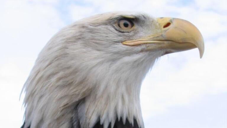 American Eagle - Preview