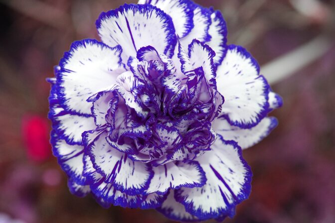 A white carnation with dark blue edges