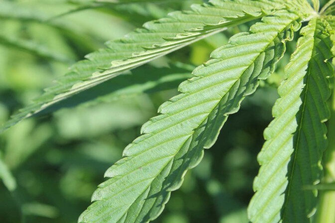 Industrial hemp | Marcia O’Connor/Flickr/Creative Commons (CC BY-NC 2.0)