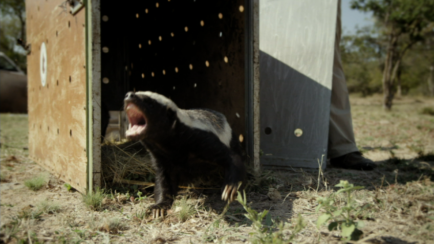 Honey Badgers: Masters of Mayhem