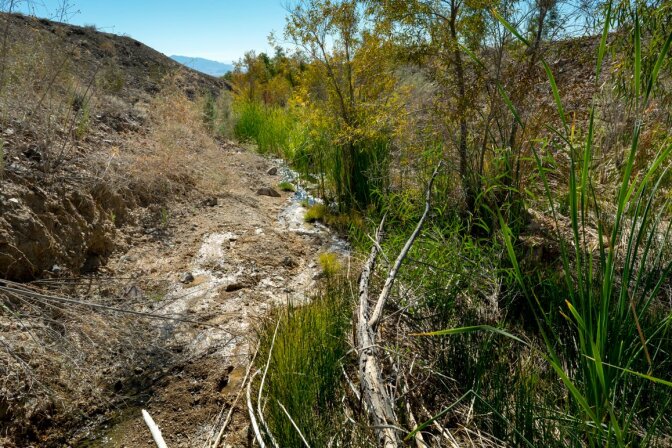 A view of the fragile Bonanza Springs, which is the only source of water of its size in over 1,000 square miles of desert. | Kim Stringfellow