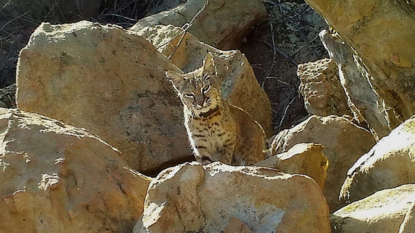 Bobcat B-332 died of mange in December 2016 | photo courtesy National Park Service