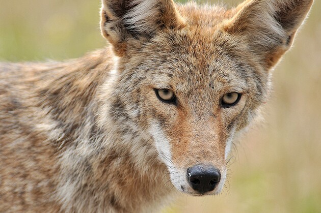 ban-coyote-hunting-in-ca-1-5-15-thumb-630x419-86016