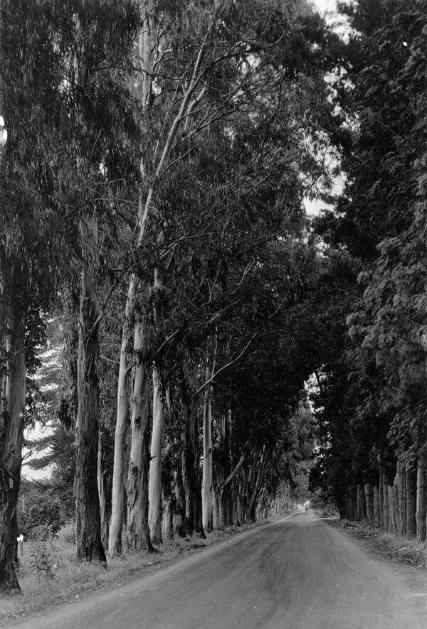 A view of El Camino Real in Tustin, where the highway has since been replaced by Interstate 5. Courtesy of the Orange County Archives.