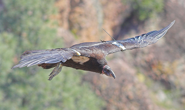 Condor-2013-05-10-thumb-600x357-50813