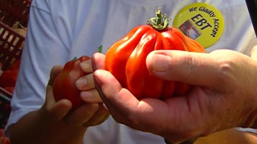 visiting tomatoes