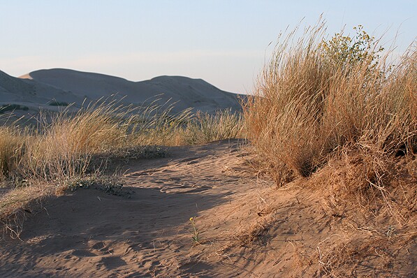 Kelso Dunes in the Mojave National Preserve | Chris Clarke photo