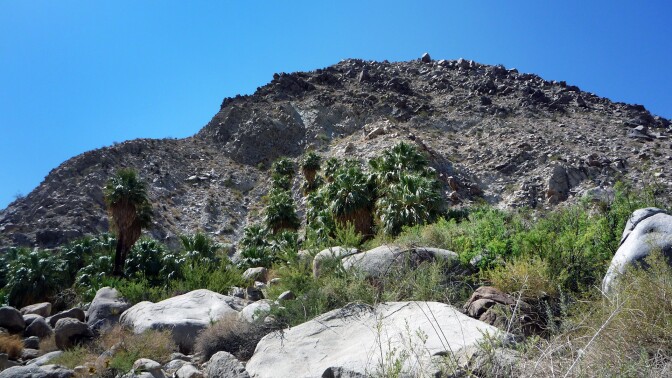 Palm trees in 49 Palms Oasis