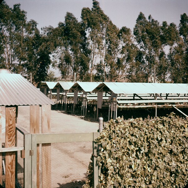A chicken ranch in Orange County (possibly Anaheim) in the 1950s. Photo courtesy of the Orange County Archives.