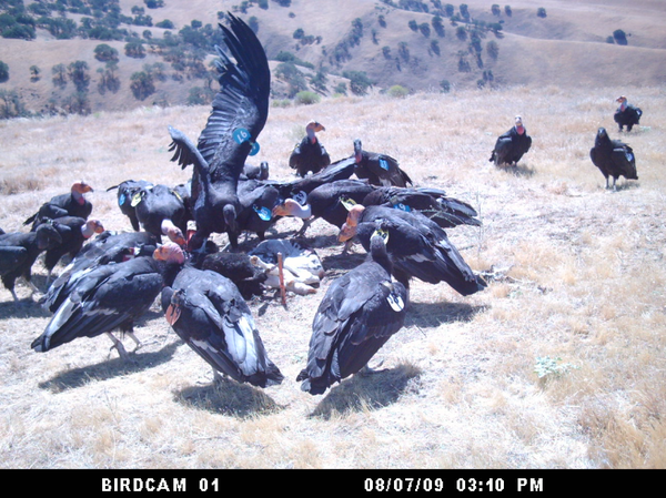 birdcam1-2013-05-13-thumb-600x449-50983