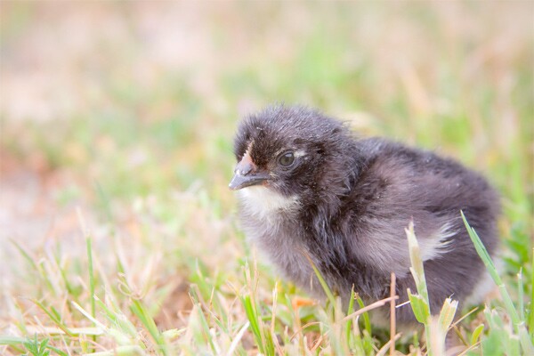 Photo: Dare 2 Dream Farms