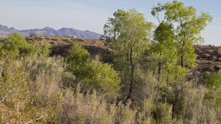 Bonanza Spring in the Clipper Mountains | Photo: Chris Clarke