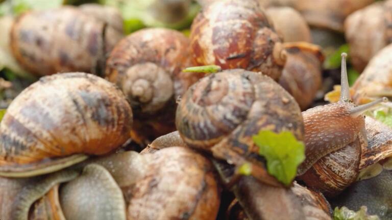 The Peconic Escargot