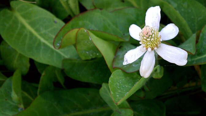 Yerba mansa