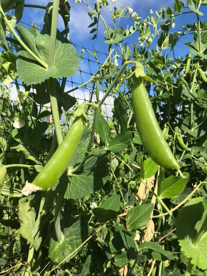 Green beans ripen at Potawot Community Garden. | Courtesy of Potawot Community Food Garden's Facebook page