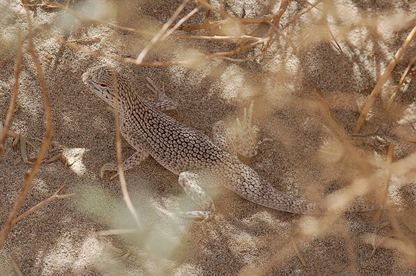 Coachella Valley fringe-toed lizard