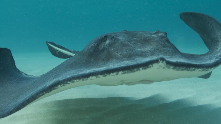 Grand Cayman’s Famous Stingrays - Trailer